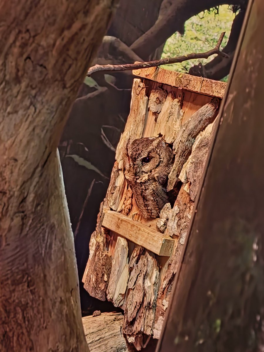 🦎ほら吹き大根🍜Vtuber tweet media