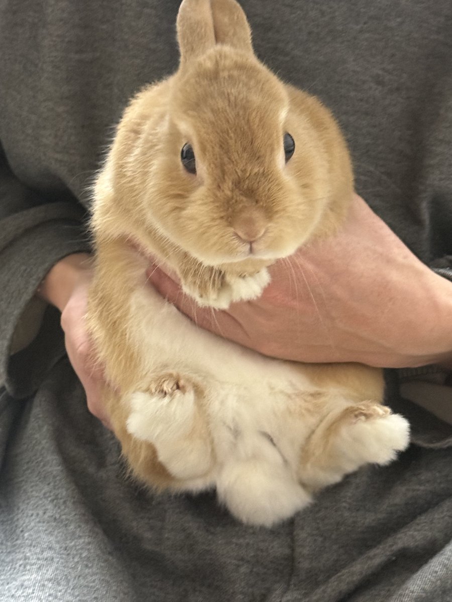 しちゃん@ゲーム垢 tweet media