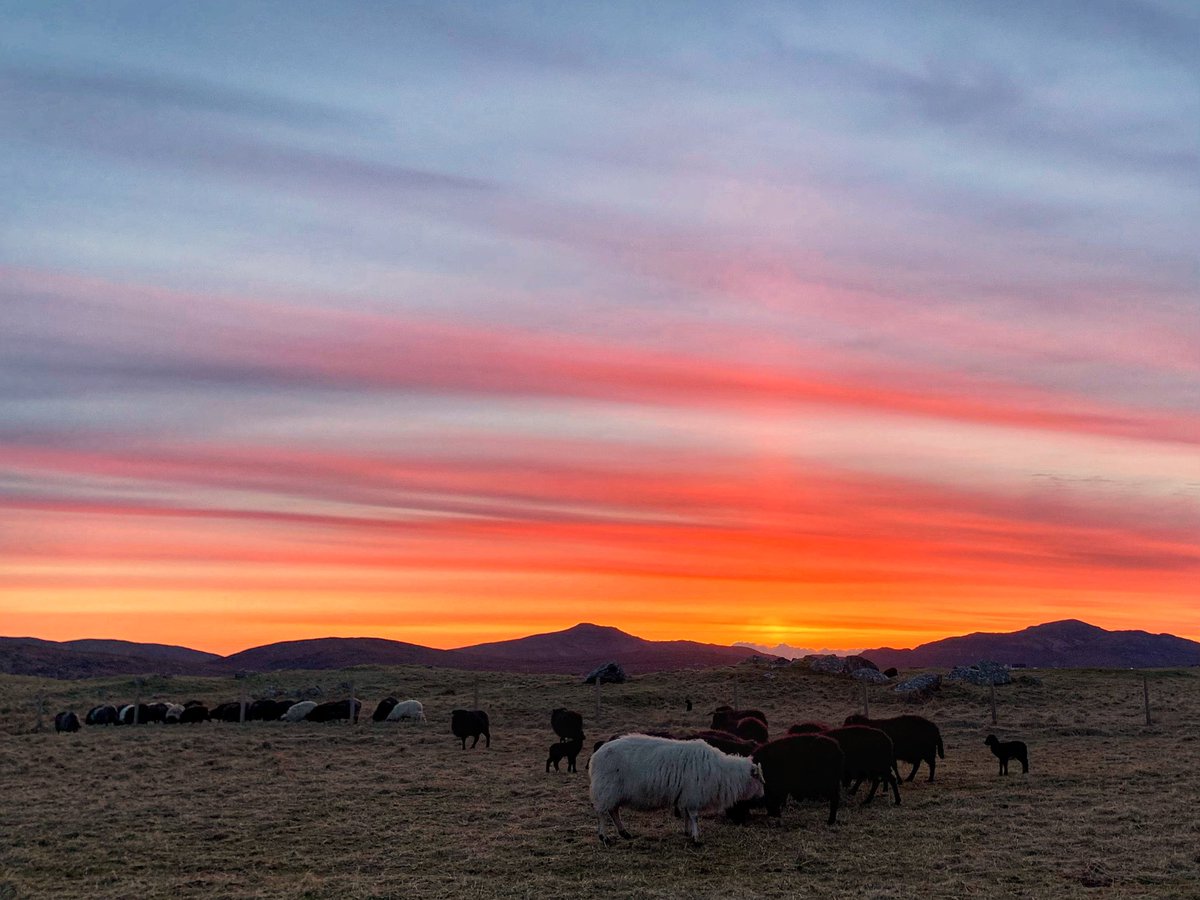 frenchscotjeff's tweet image. The Crofting Life 

Daily routines on my land, good days, bad days, hard work and a life shaped by nature. 
I followed these quiet moments just as they happen.

🙏🏻

#FridayVibes #sunrise  #lambing 
#spring #GoodVibesOnly #StormHour #jefinuist #outerhebrides #Scotland