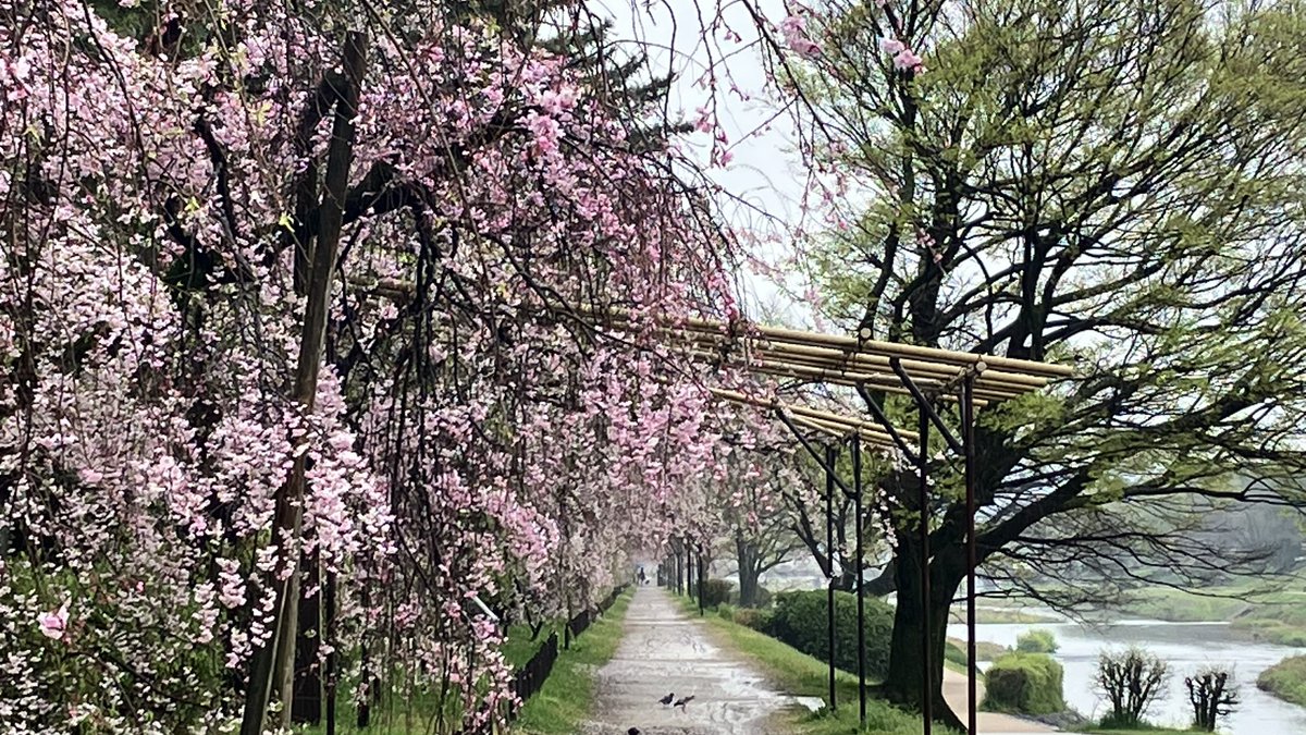 なかっちょ@京都 叡電修学院 tweet media