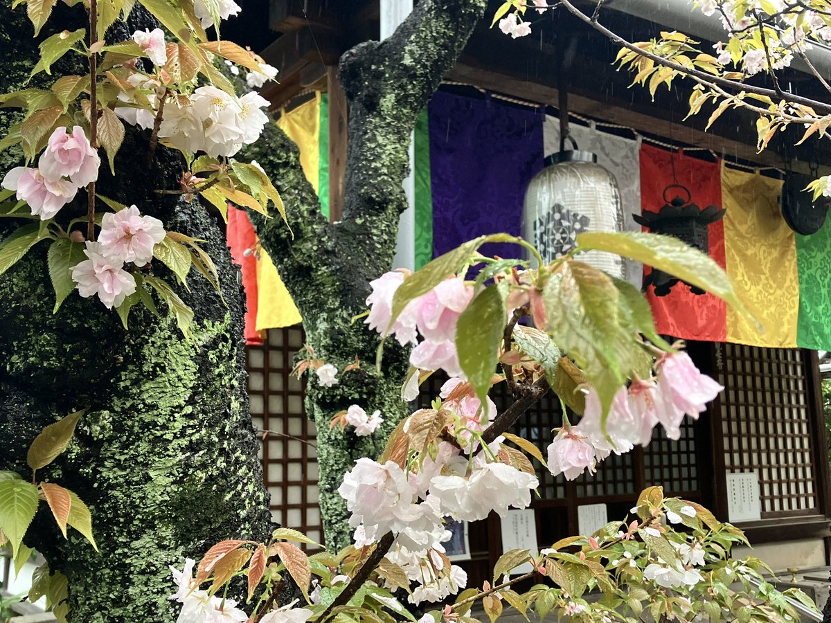 なかっちょ@京都 叡電修学院 tweet media