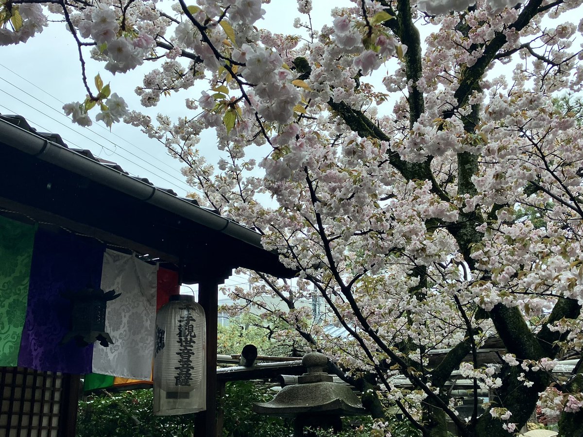 なかっちょ@京都 叡電修学院 tweet media