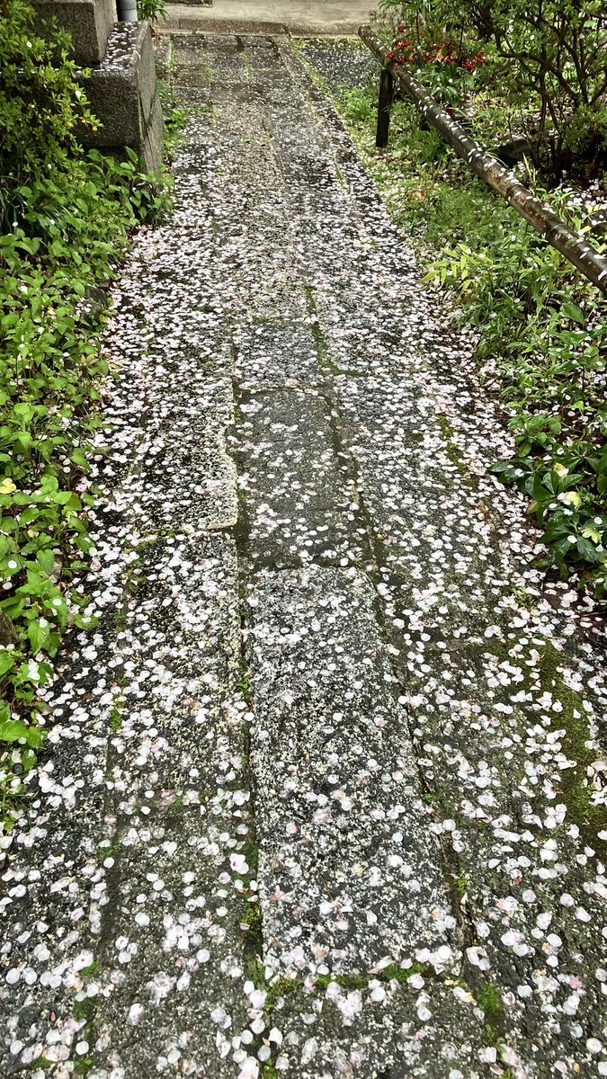 なかっちょ@京都 叡電修学院 tweet media