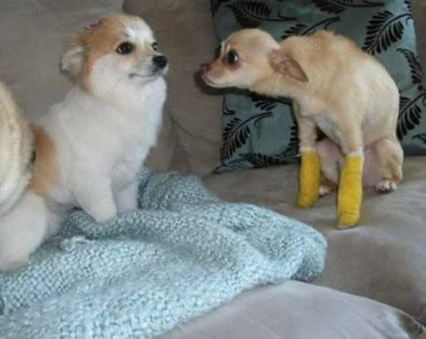 ชูย่า😼 tweet media