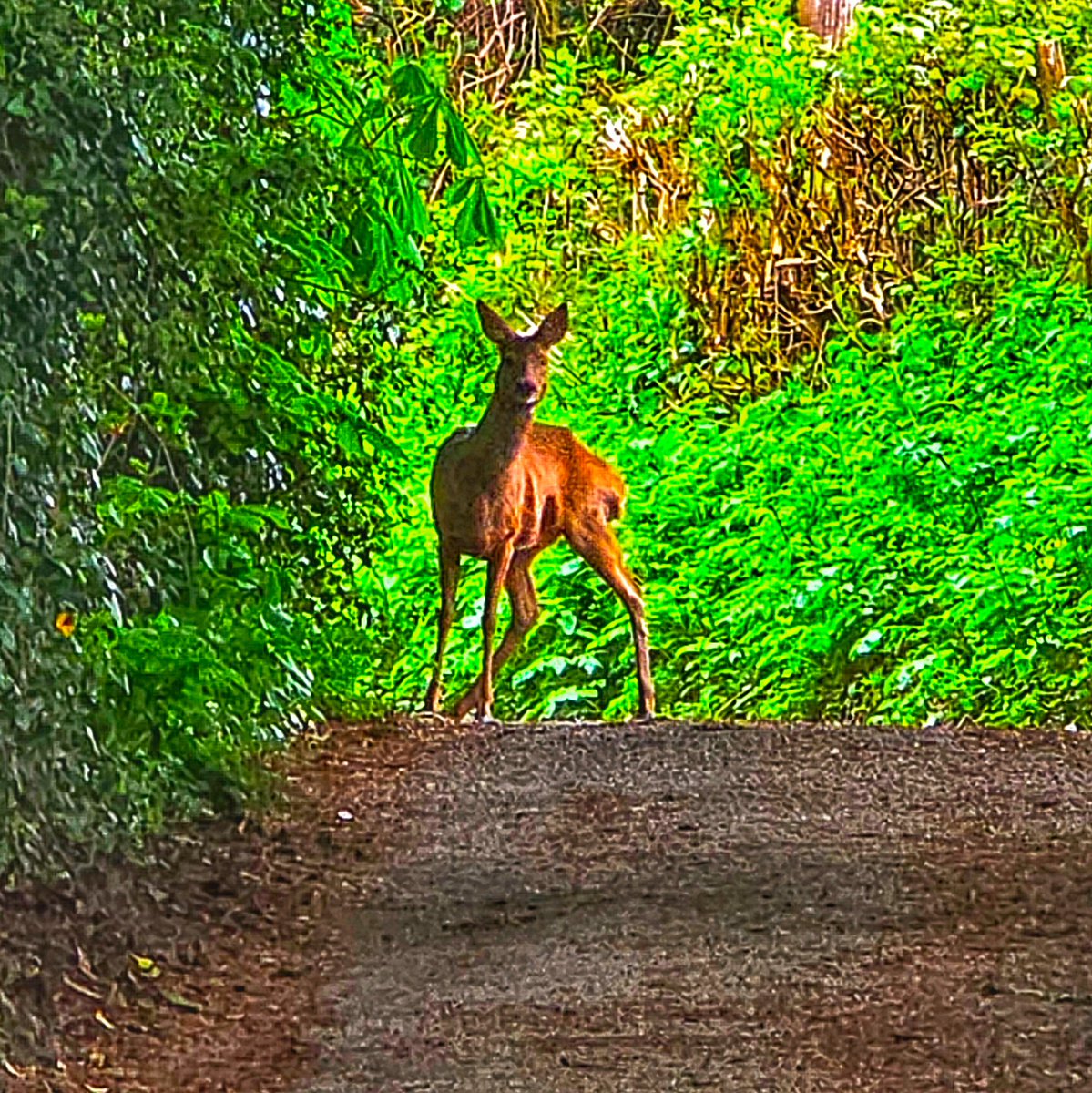 Michelle Cowbourne tweet media