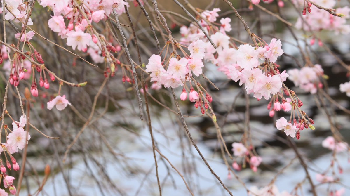 ✂Suu✂ tweet media