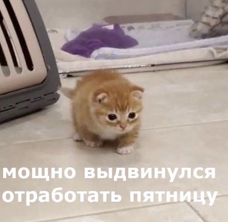 со словами:
"классно, проснулась пораньше, зайду в генш на пол часика, выполню дейлики и посмотрю новую локацию"
я зачистила терновый порт на 100% и с горящей жопой побежала опаздывать на работу🫠