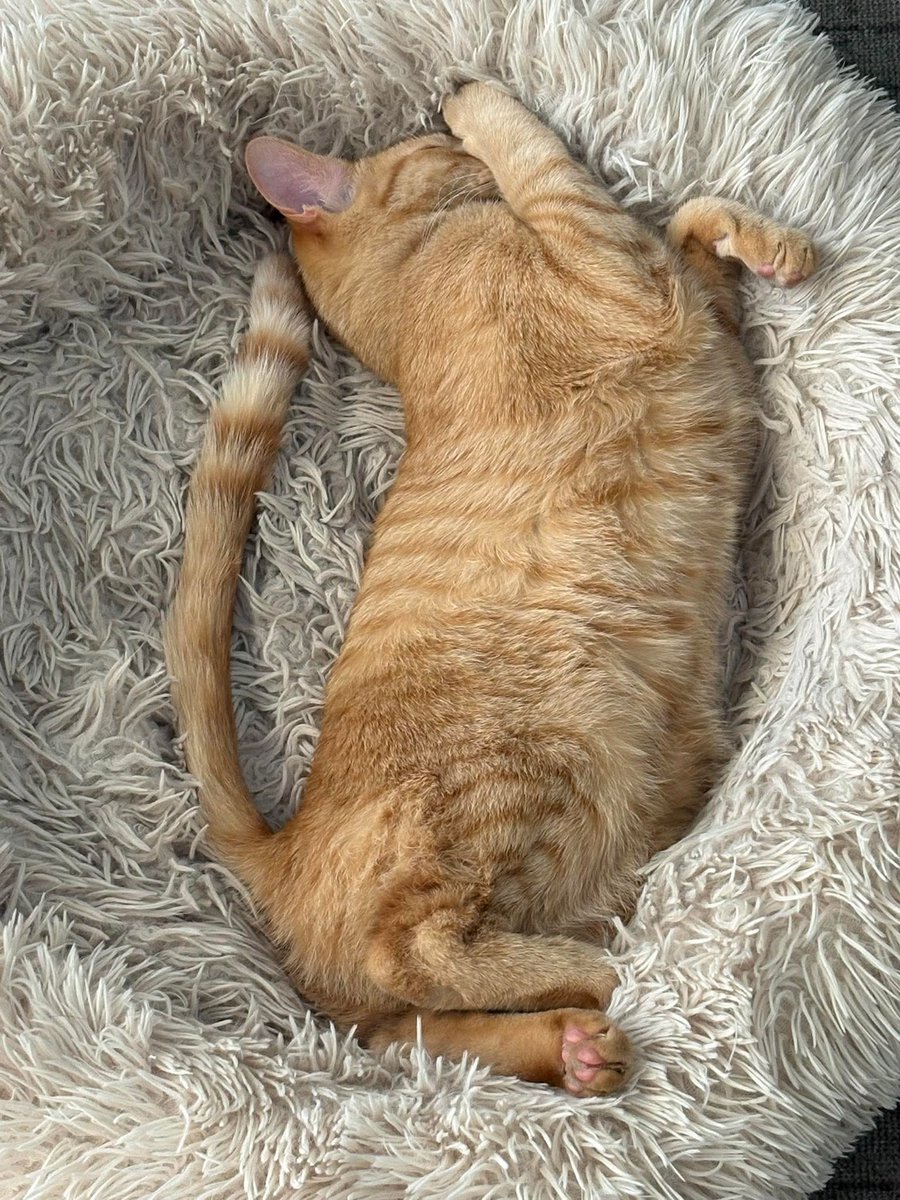 Sara Mary ⭐❤️ tweet media