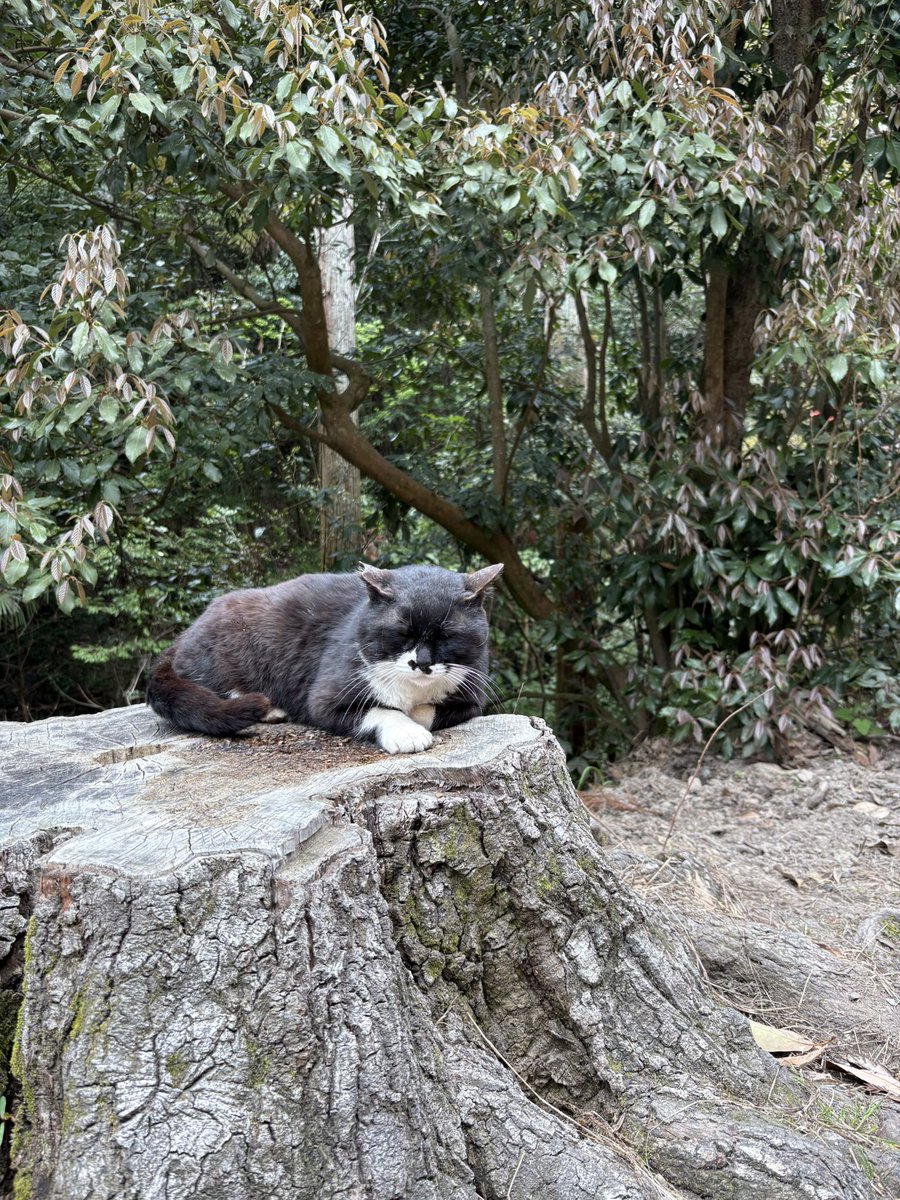 低脂肪 tweet media