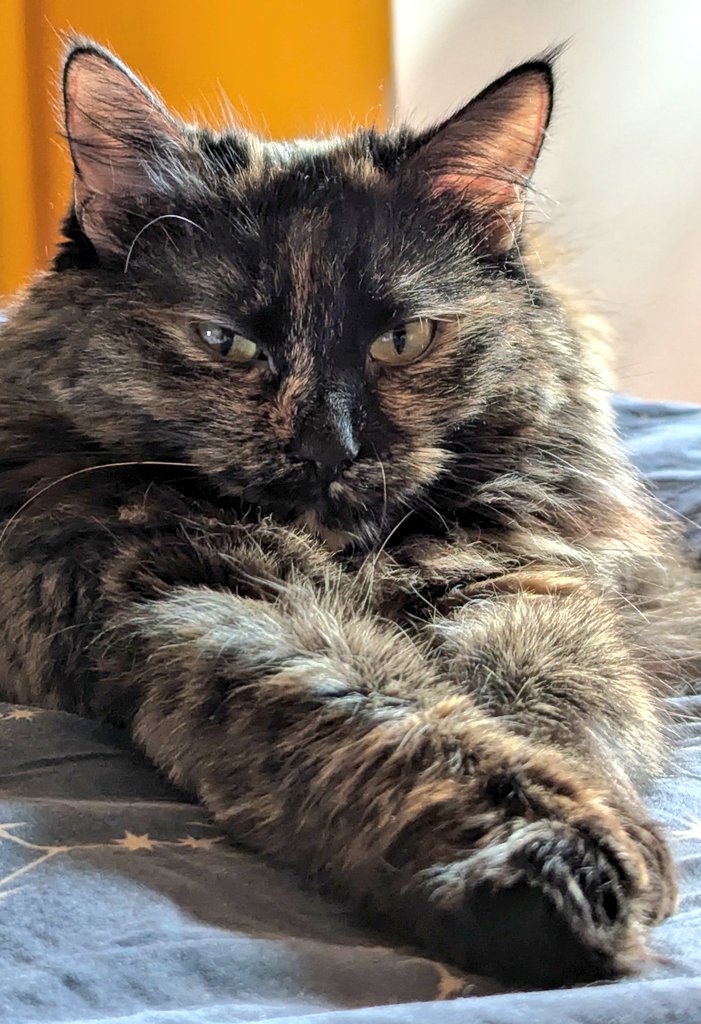 сирий дерун tweet media