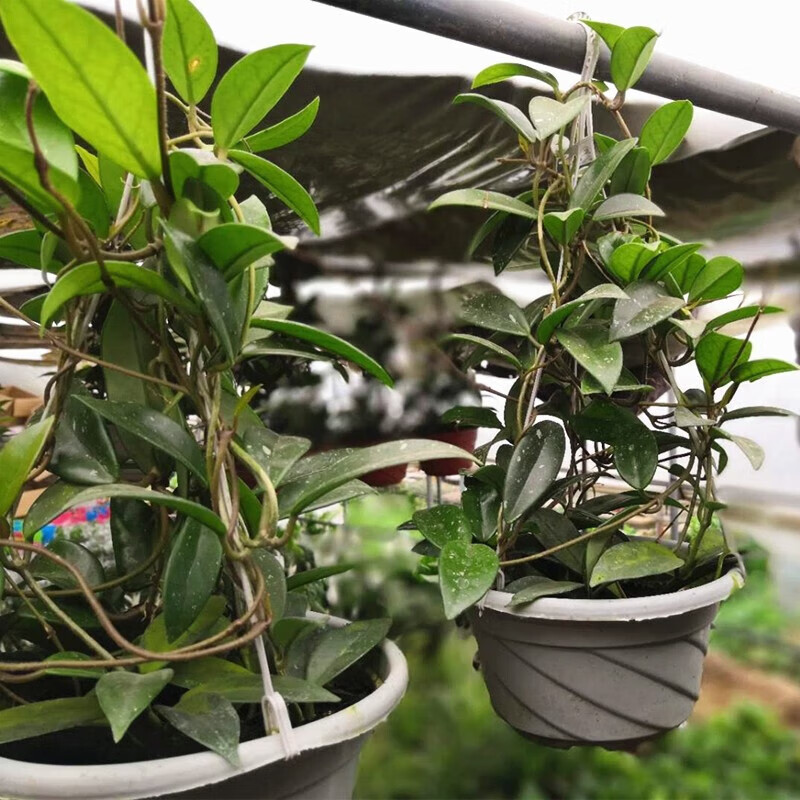 Christopher mulcahy tweet media