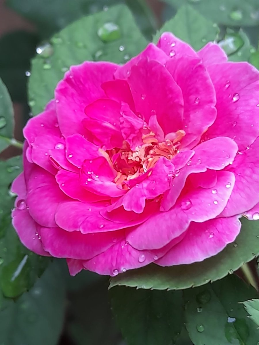 Preemila Pannir tweet media