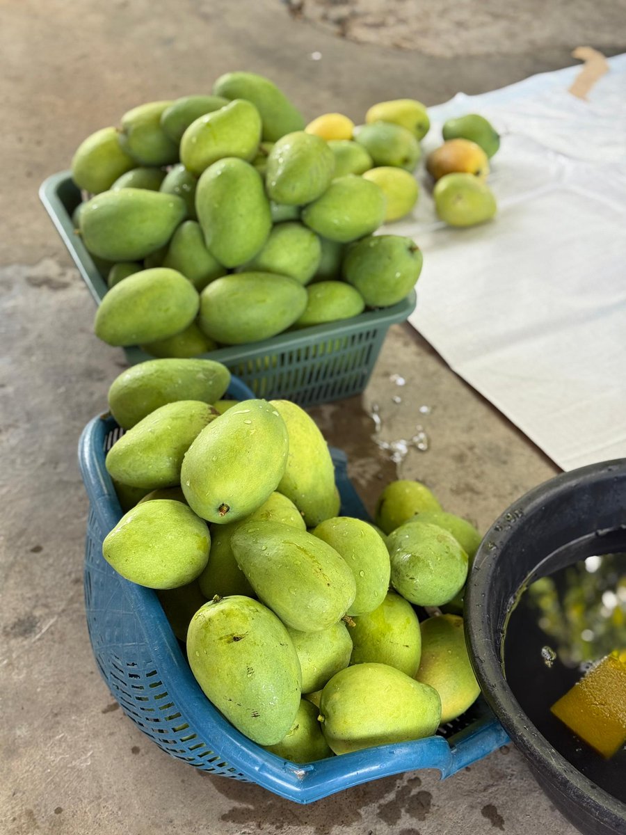 faradaud1993's tweet photo. Hye Assalamualaikum Salam jumaat saya jual Harumanis berminat boleh PM Sy ye.. Sy tengah collect Oder skrg ni..mintak tolong like dan repost pun takpe tanda saport 
*1kg/RM25, 3kg/RM70* https://t.co/Obps14IaPQ