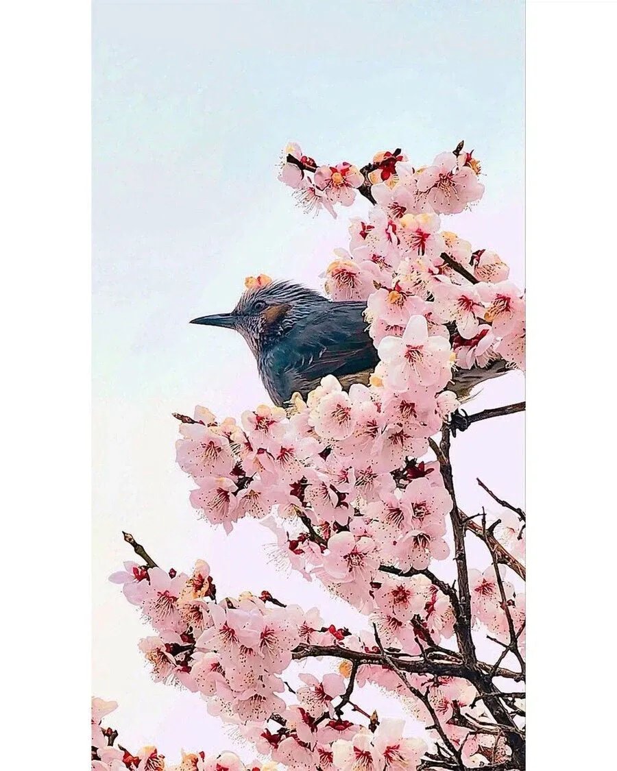 흑사장 tweet media