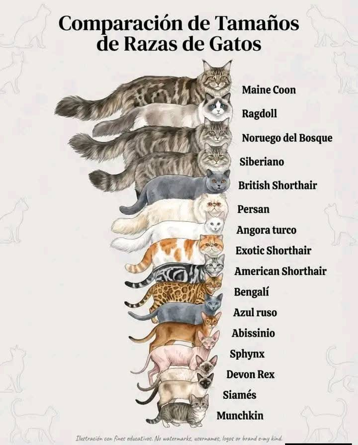 HolyRyu🚩🏁 tweet media