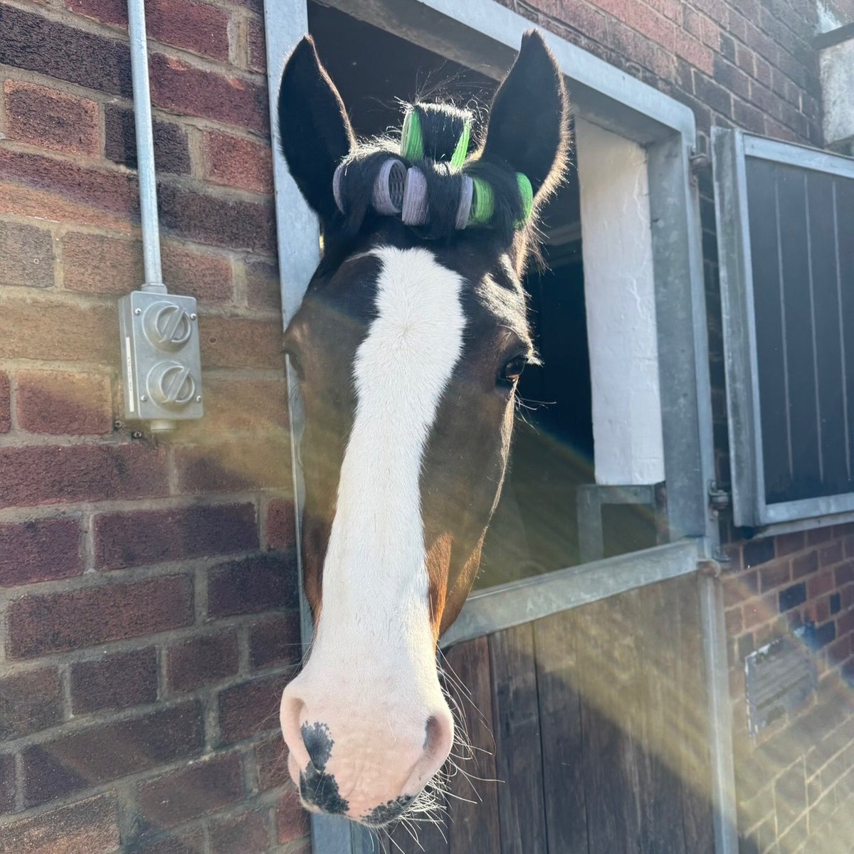 Mer Pol Mounted tweet media