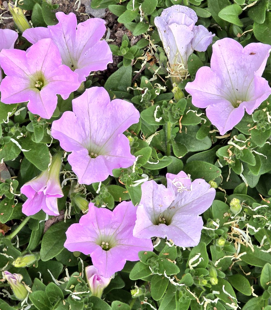 HITOE🍀Y tweet media