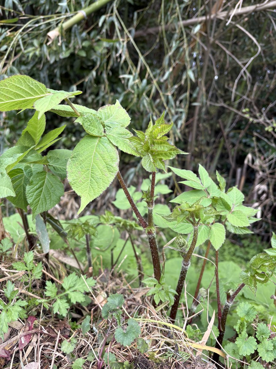 あみかわまちこ tweet media