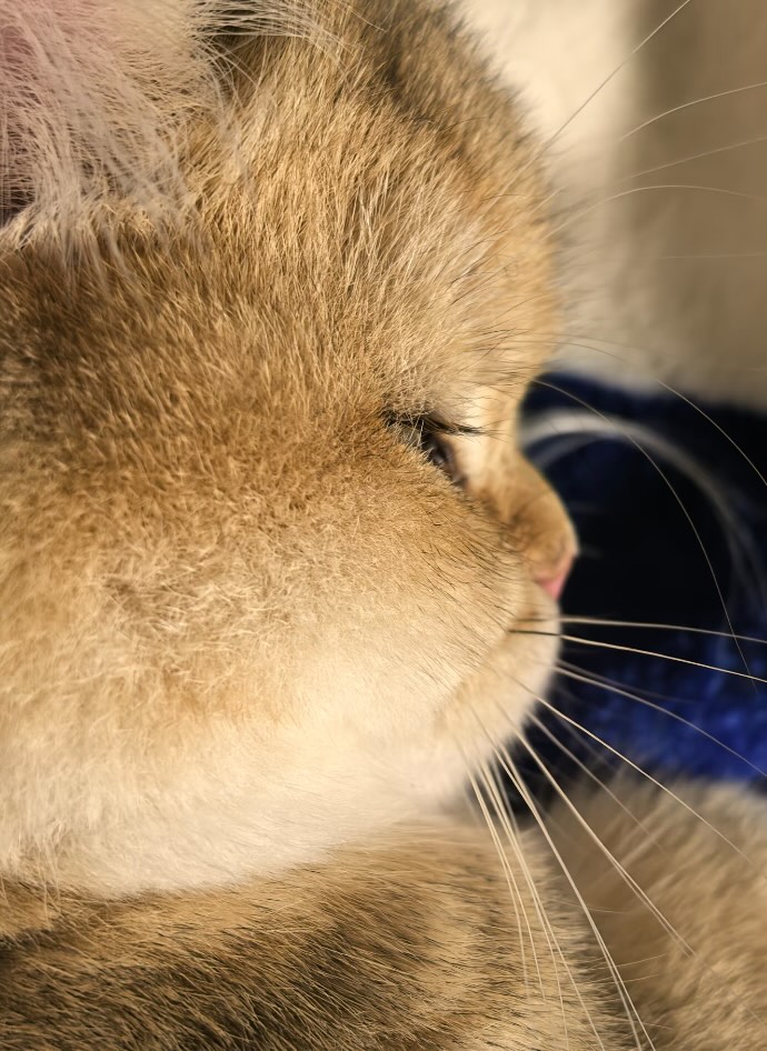 The Pets 𝕏 tweet media