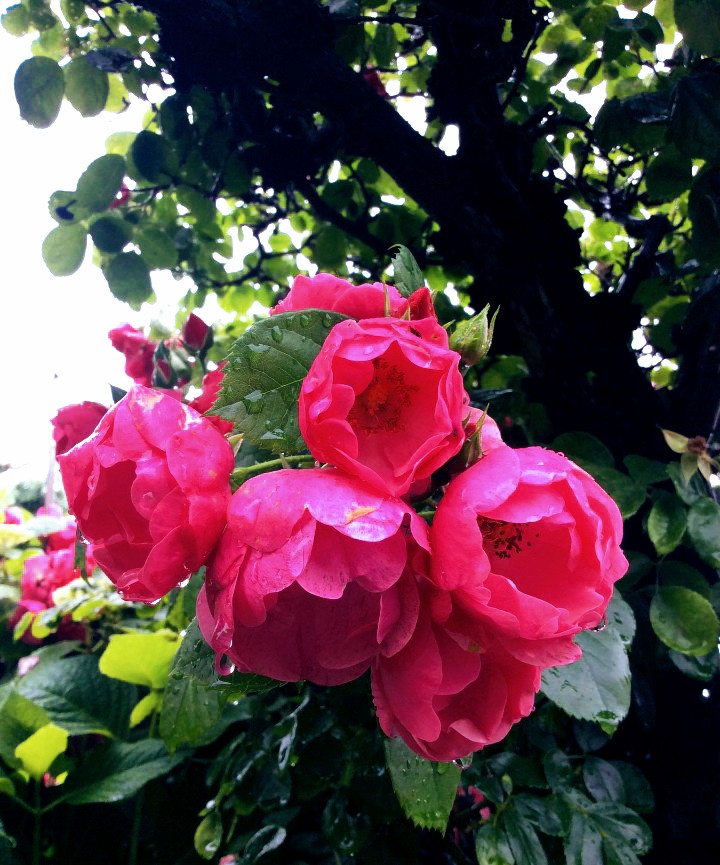 robichihi8827's tweet photo. じゃぶじゃぶ雨ふり
お足元に気をつけてお過ごしください🩰◝✩

 #キリトリセカイ https://t.co/cydxEftFnU