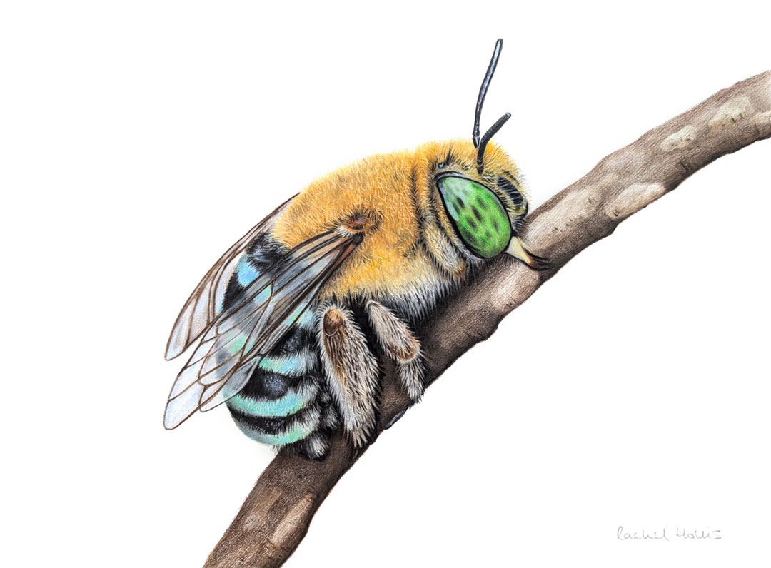 RachelHollisArt's tweet image. This drawing is finished! Blue-banded Bees are native to Australia, at night groups of males roost together by hanging onto twigs and the stems of plants! 🌿 rachelhollis.com/product/blue-b… #drawing #bee #bluebandedbee #insect