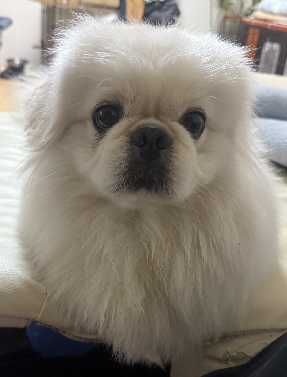 mumutoomochi's tweet photo. おててナイナイ https://t.co/FrxX8iAmop