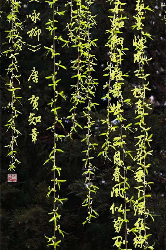 Molly爱摄影（100%互 tweet media