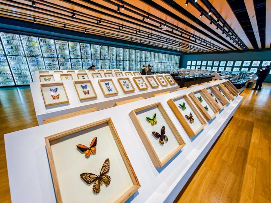touch_beijing's tweet photo. #Beijing’s Natural #InsectMuseum opened on April 9, featuring over 100,000 insect #specimens and a striking full-wall display of #butterfly specimens. 🦋🦋
Open Tuesday to Sunday, the museum also offers interaction zones with hundreds of live insects and reptiles. #exhibitions https://t.co/E5jA8Fu9aS