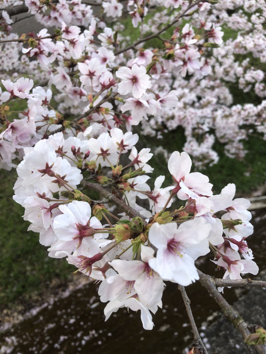 evi_10p's tweet photo. こんにちは、今日もあいにくの雨ですね
晴れた日に撮った桜でもどうぞ🌸
 #桜とバイク https://t.co/0EBKn9TNPA