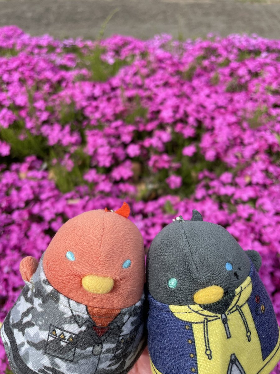 すみれ tweet media