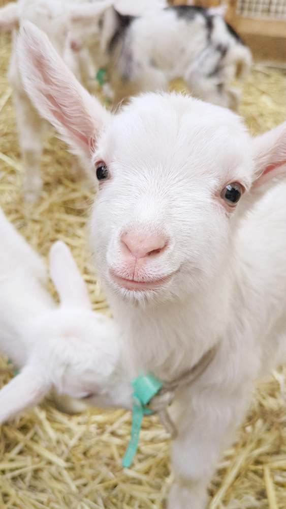 _petitechevre's tweet photo. 子やぎちゃんのやさしいにっこり笑顔に癒される☺️🐐🌸 https://t.co/5dyujRhb6E