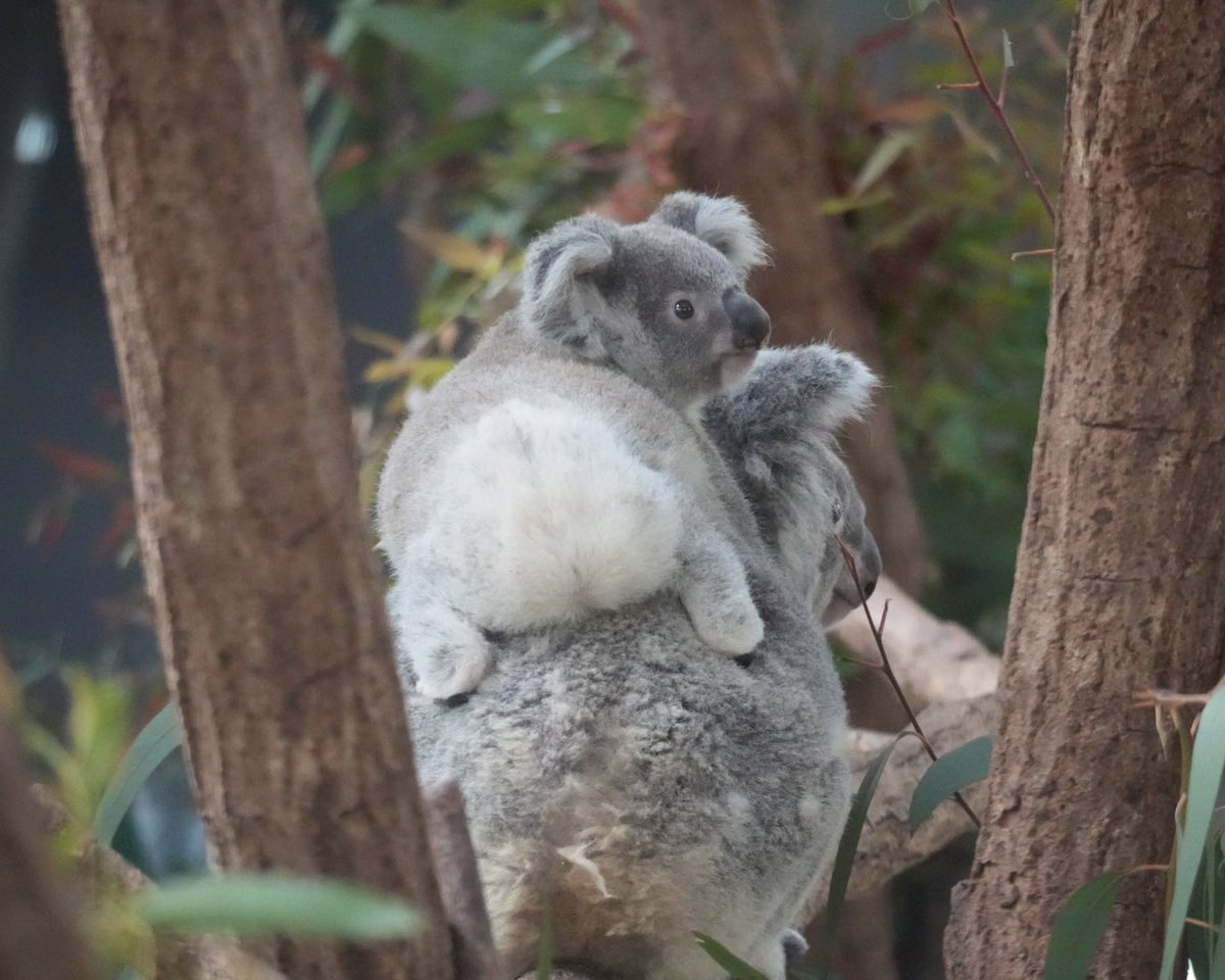 マッチカ🐨💚 tweet media