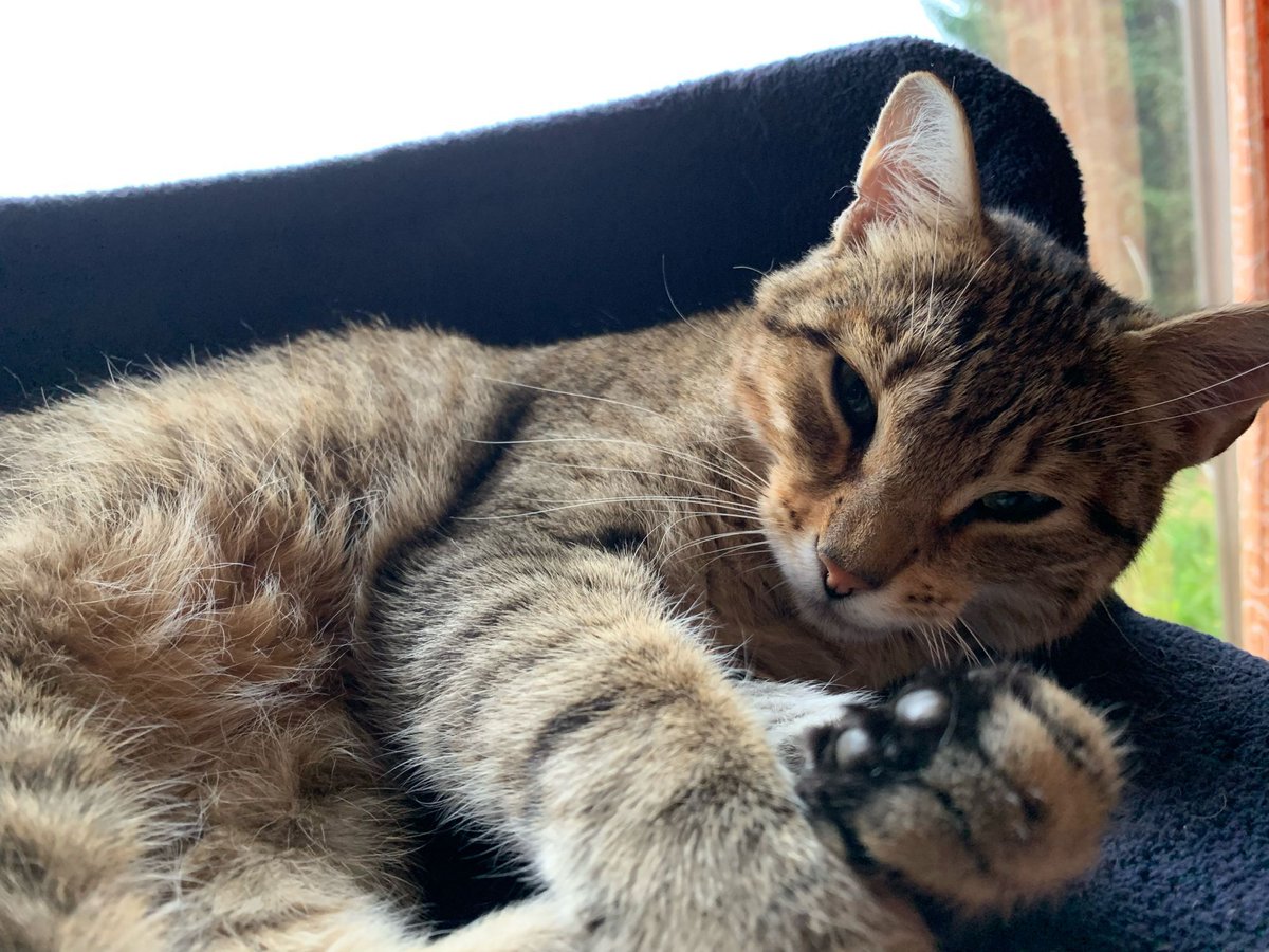 Elgato DE tweet media