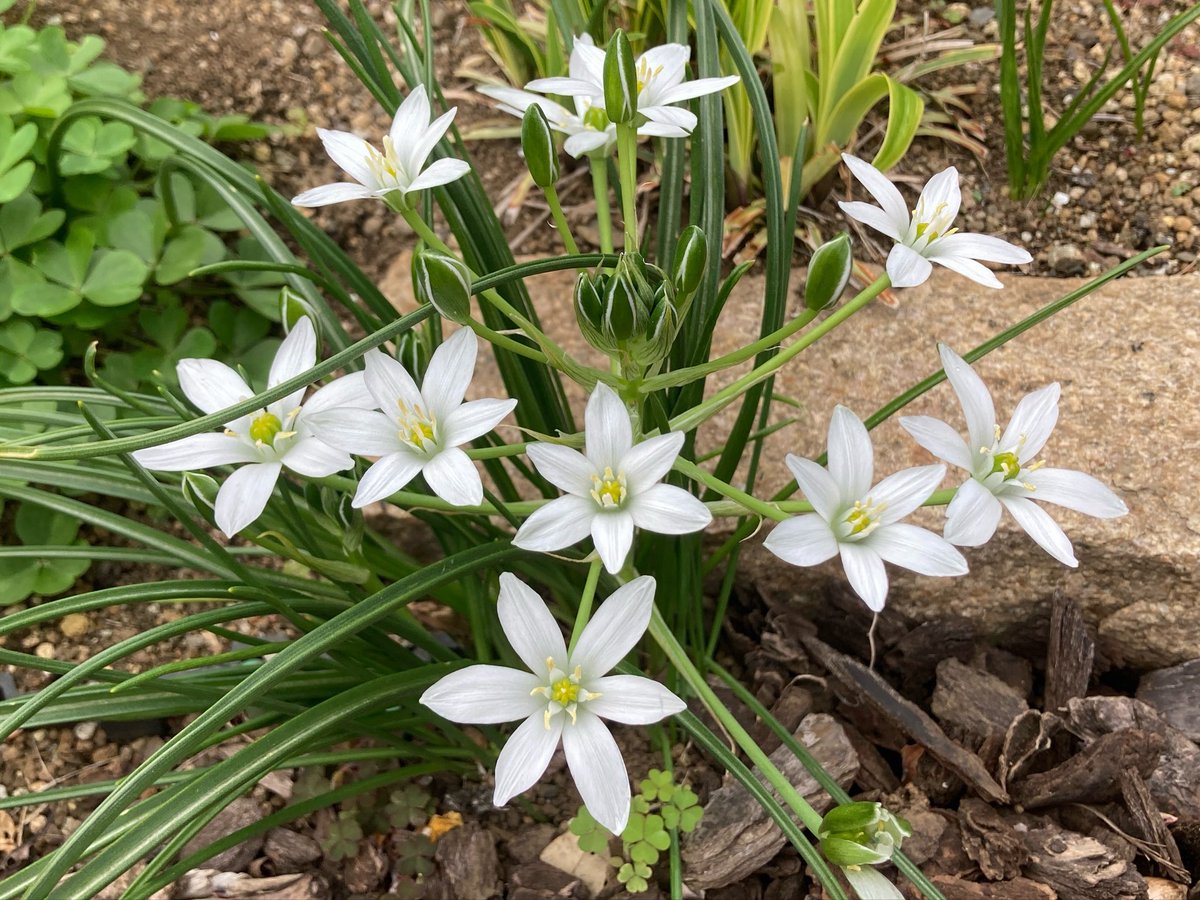 オオアマナが咲いていました。
この花を見ると「冬虫夏草」を読みたくなる