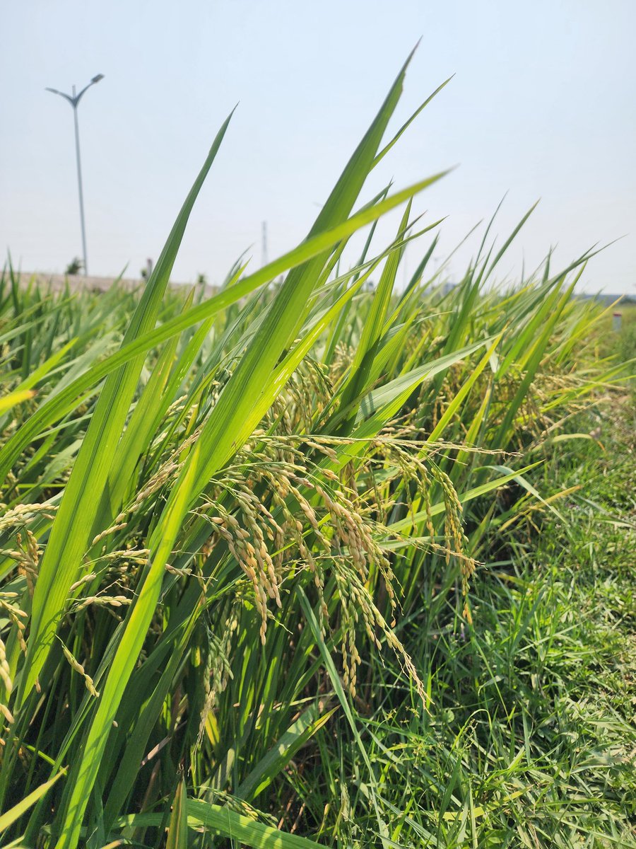 X_Social tweet media