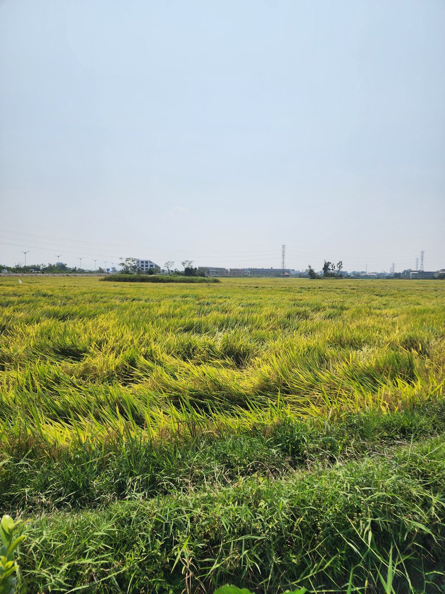 X_Social tweet media