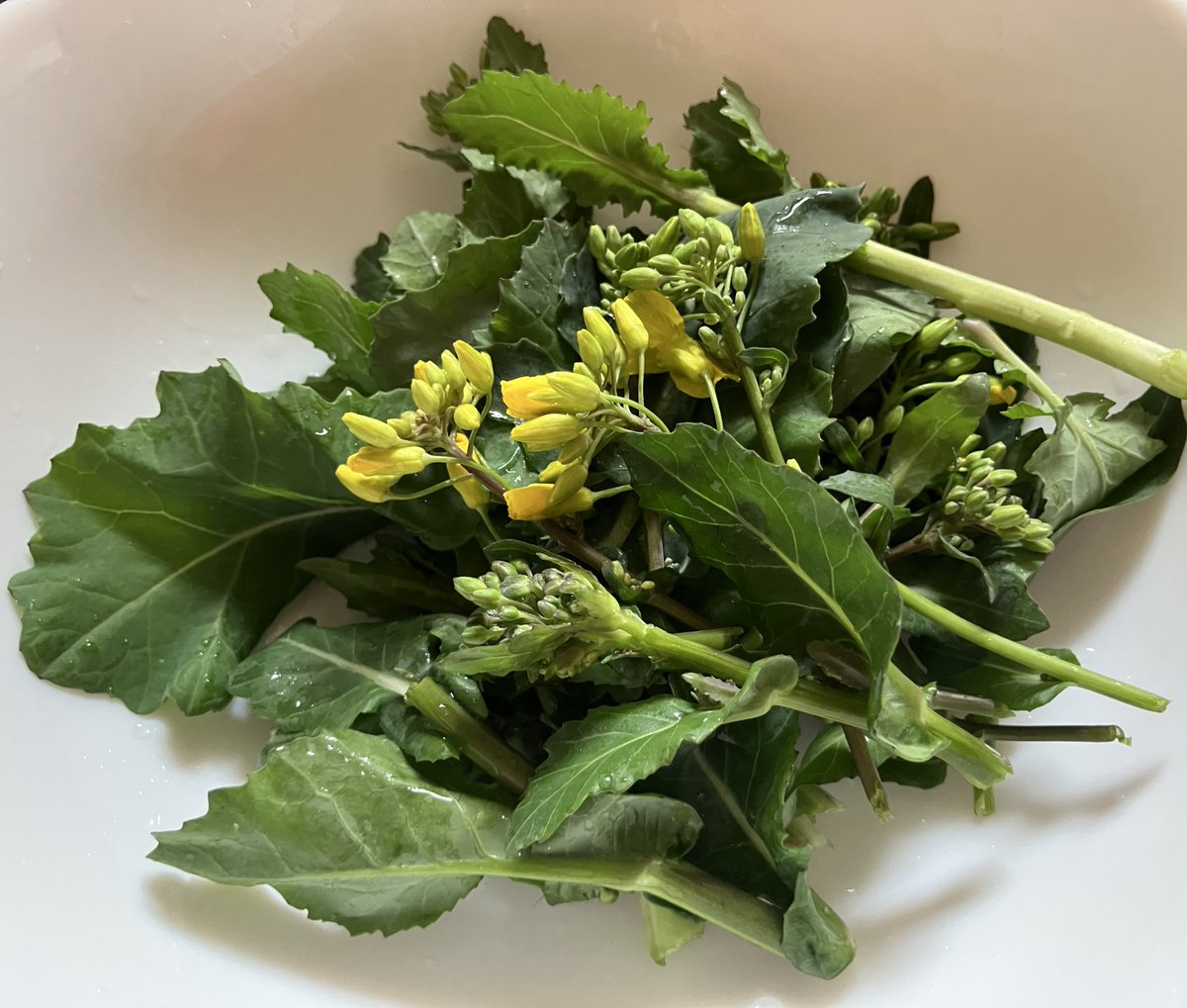 ヒムミャンコ tweet media