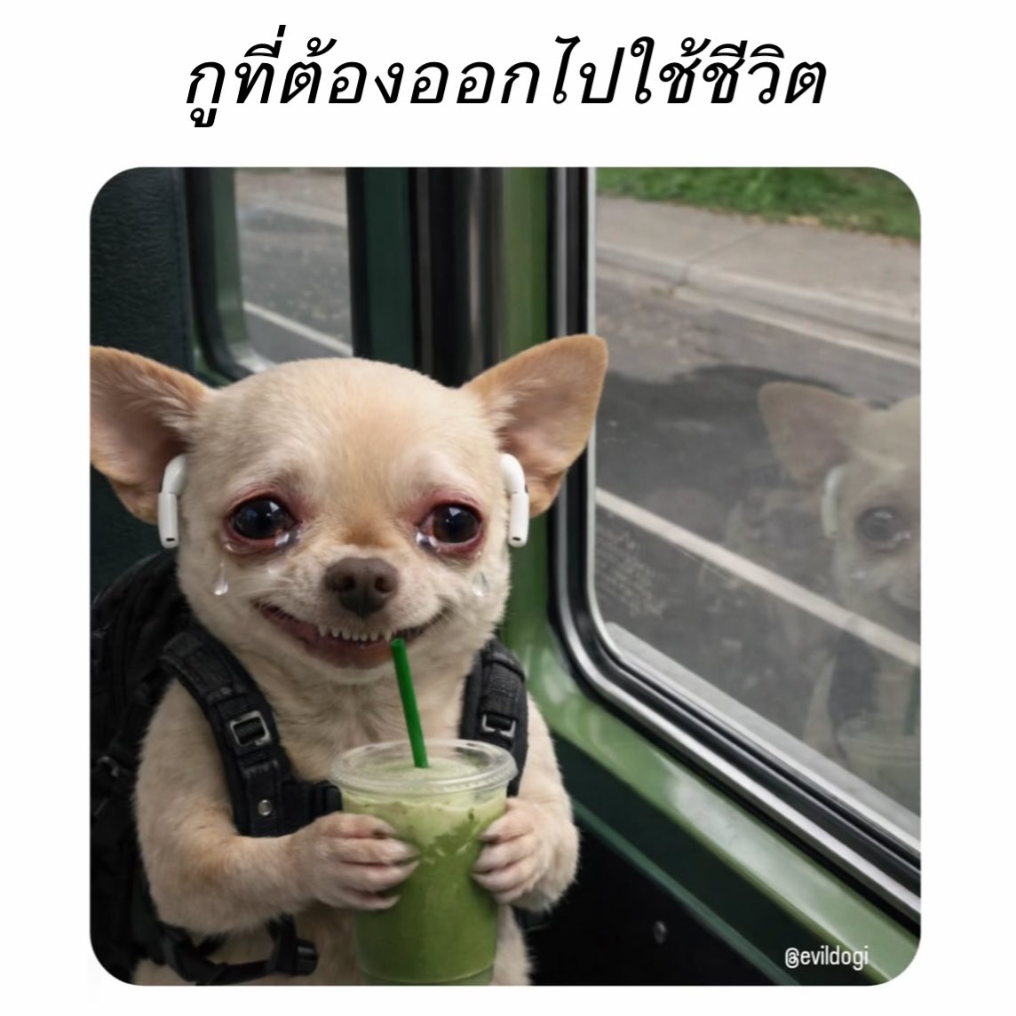 𝐥𝐨𝐥𝐨𝐧𝐠 tweet media