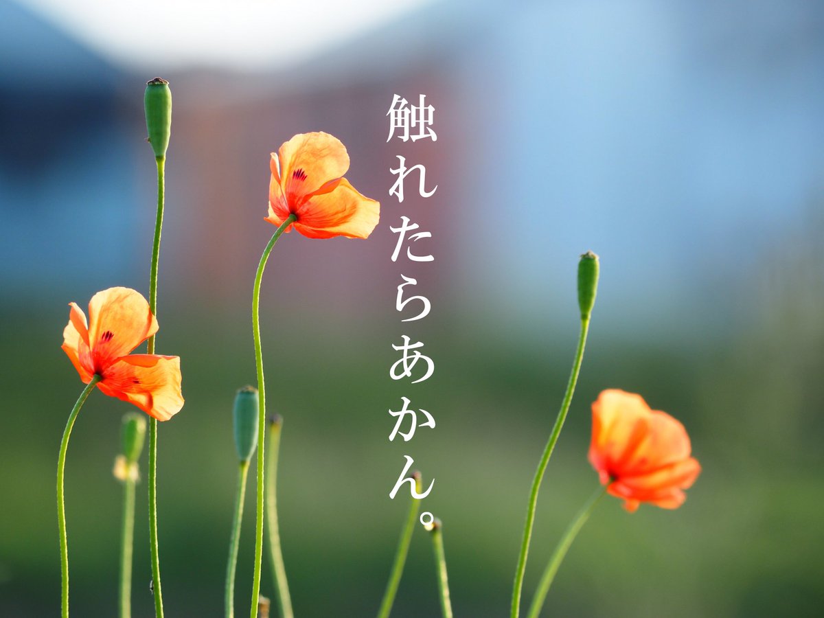 東京農業大学 / 東京農大 tweet media