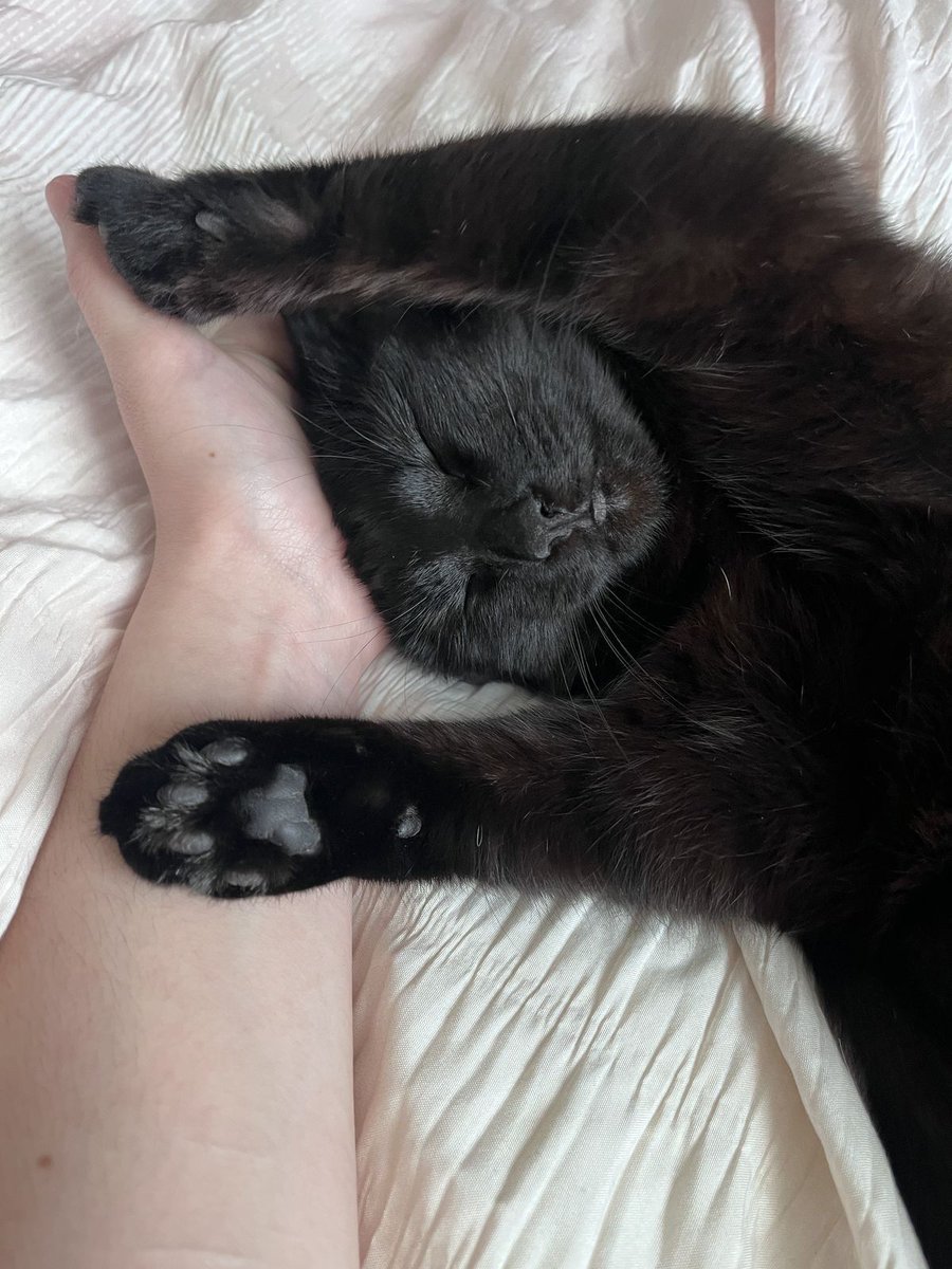 Black cats are not bad luck tweet media