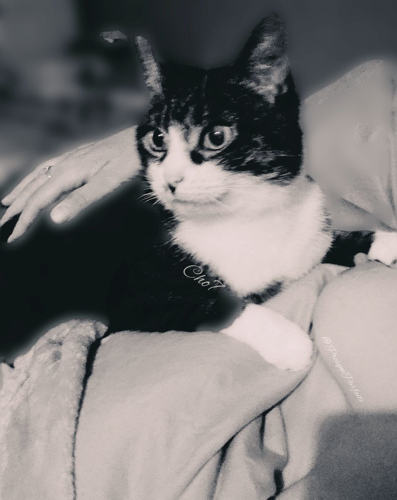 PresqueParfaite ϕ tweet media