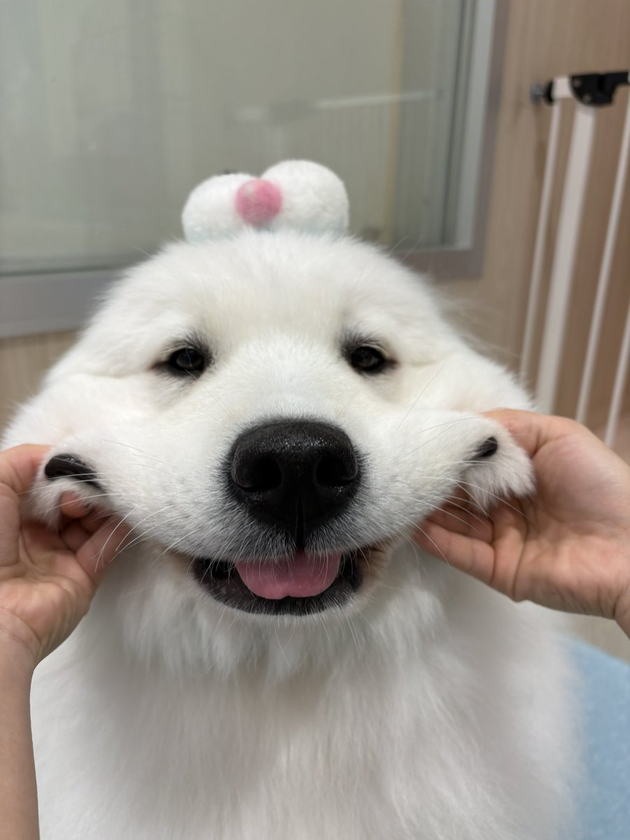 サモエドカフェアル tweet media