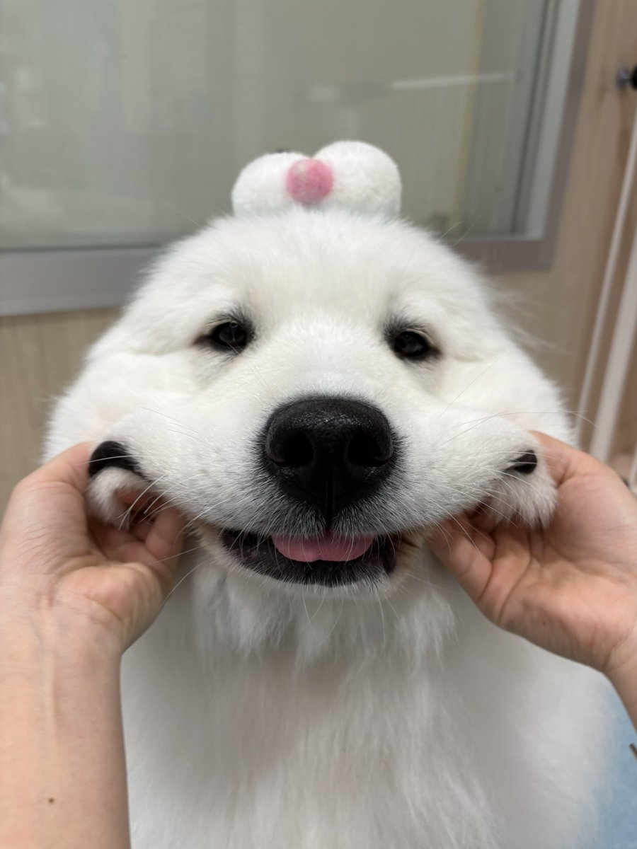 サモエドカフェアル tweet media