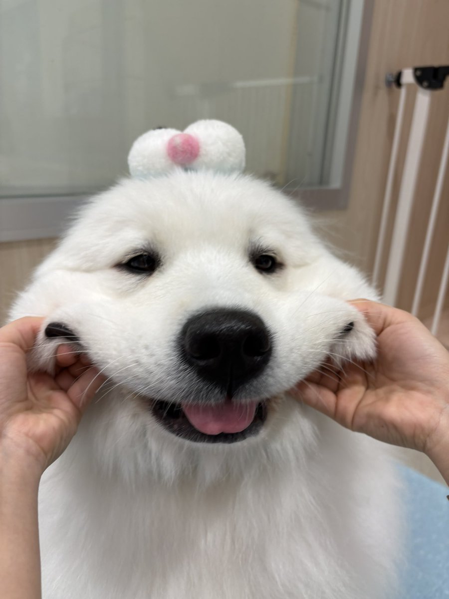 サモエドカフェアル tweet media