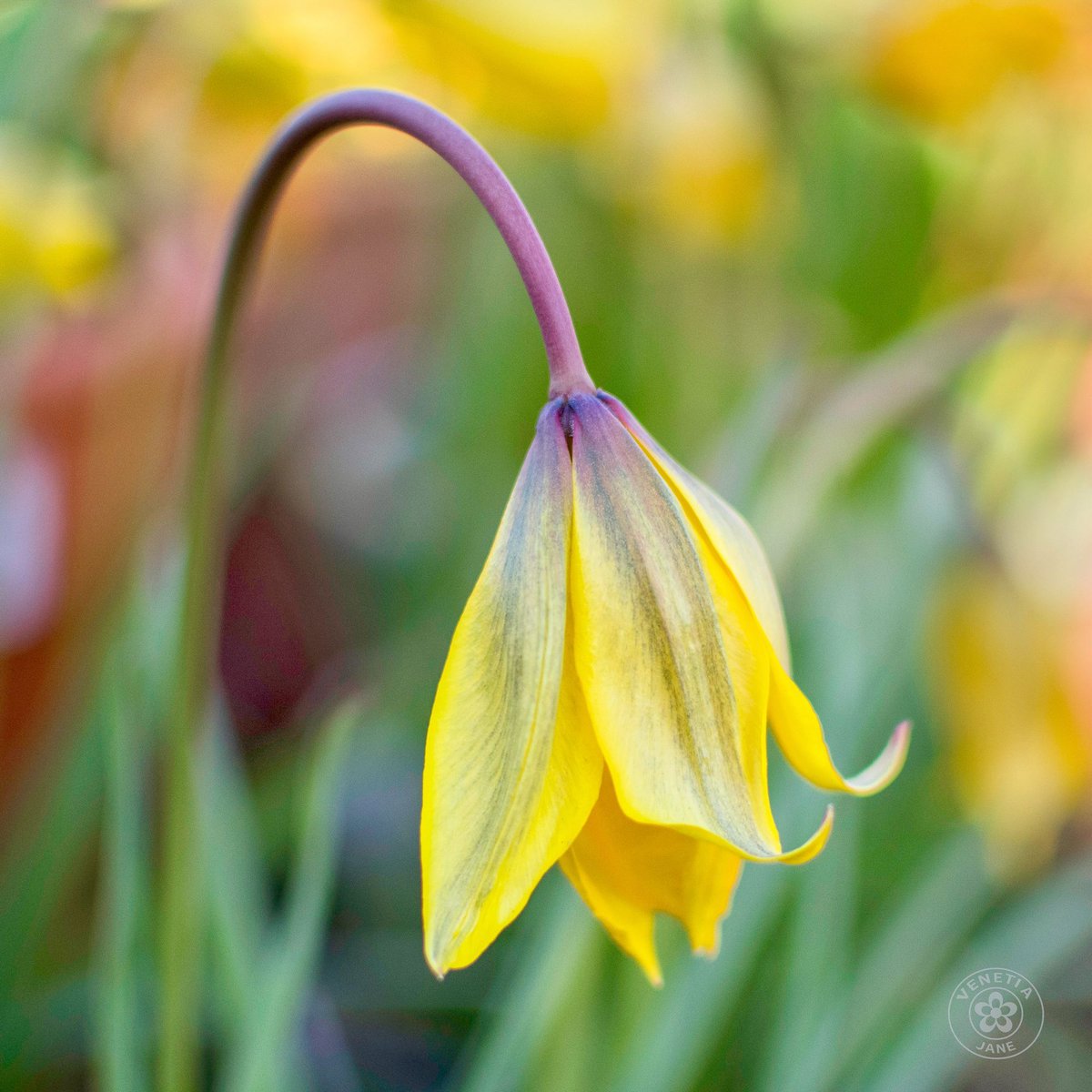 VenetiaJane's Garden tweet media