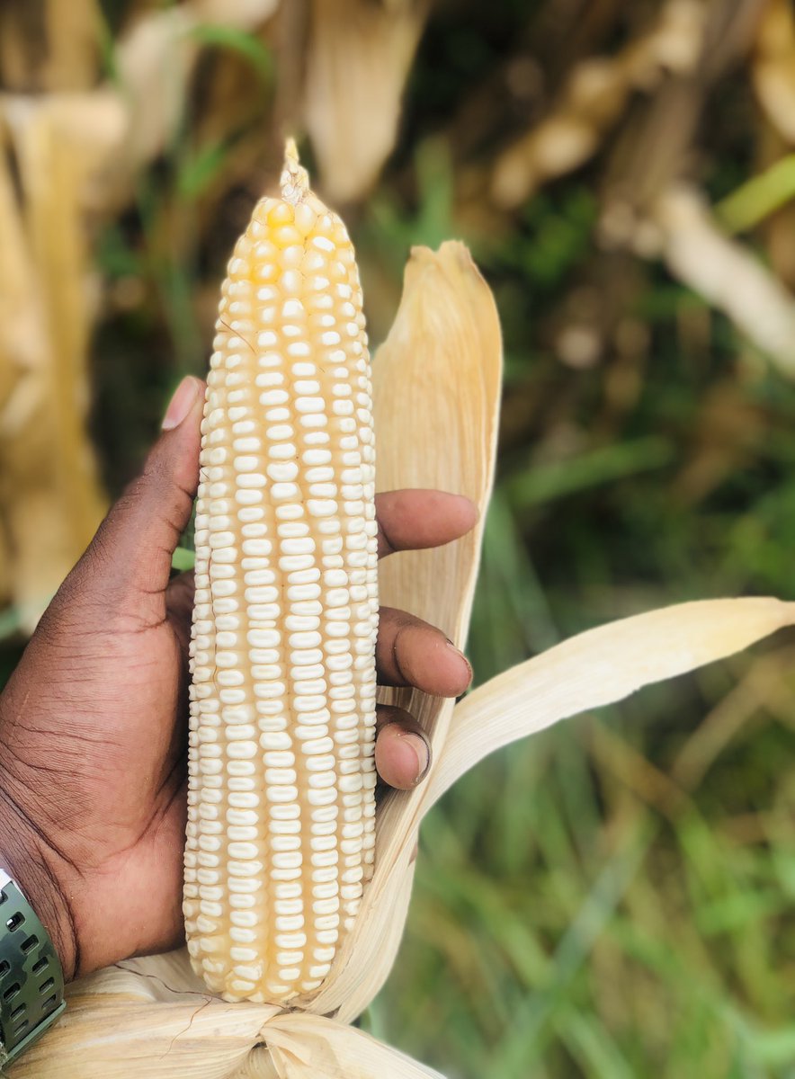 KingTraff ⚡ tweet media