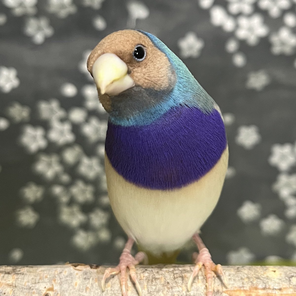 諭吉ちゃんが１歳になりました🥳🎉