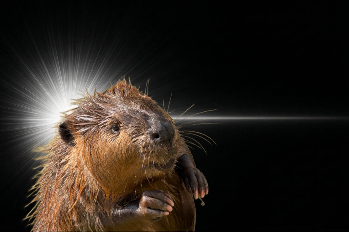 【公式】霞ケ浦 どうぶつとみんなのいえ tweet media