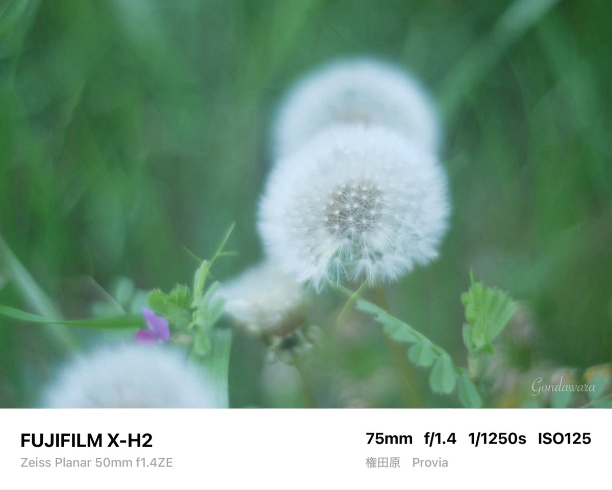 loqg78's tweet image. 嫌よ嫌よも好きのうちvs下手の横好き
30年経過したらどちらが成長してるんだろうね？どうでも良いんだけどさ
ŧ‹”ŧ‹”(⊙༥⊙)ŧ‹”ŧ‹”☕️

#fujifilm_xseries #XH2 #Zeiss #Planar50ZE #ノスタルトーン