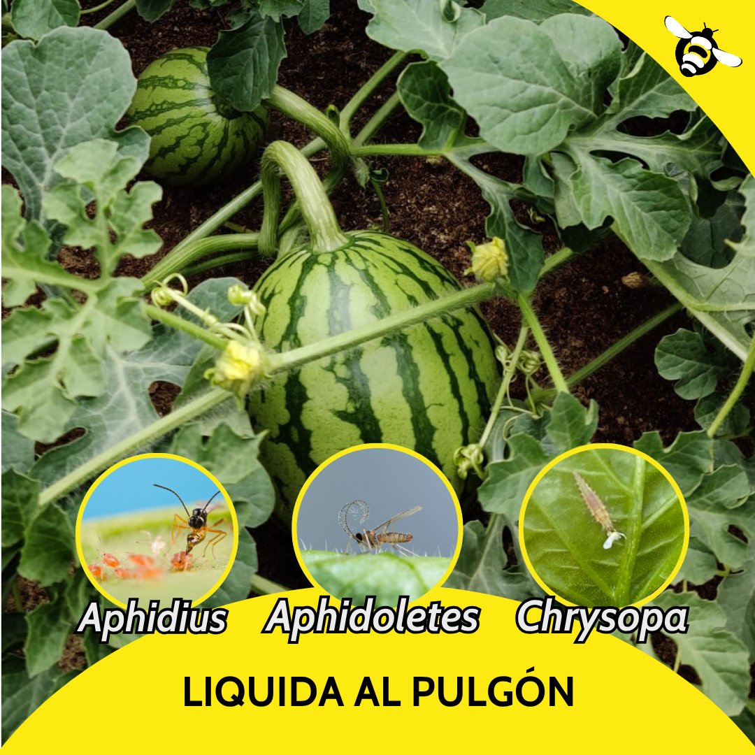 Biosur Productos Agrícolas tweet media